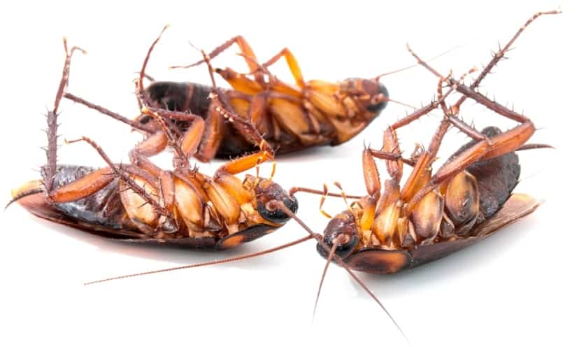 Dissuasori per scarafaggi come funzionano. Richiedi la deblattizzazione